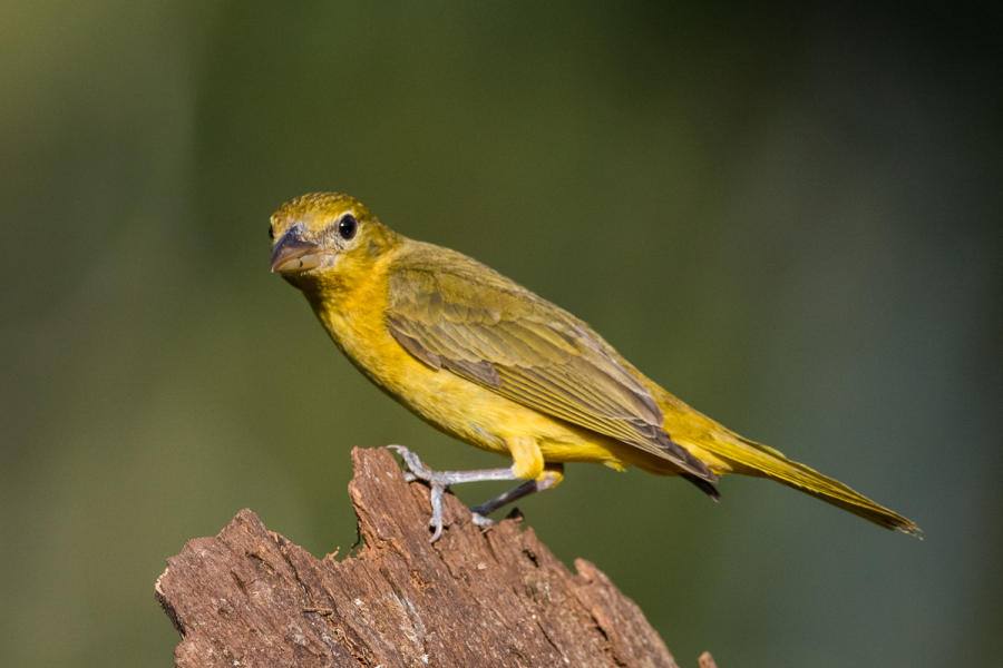 Passerini's Tanager (f)