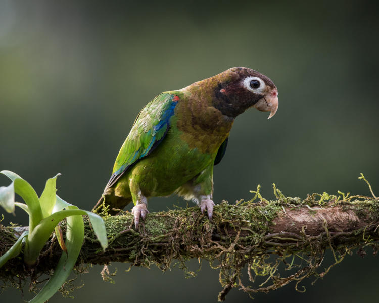 Brown-hooded Parrot