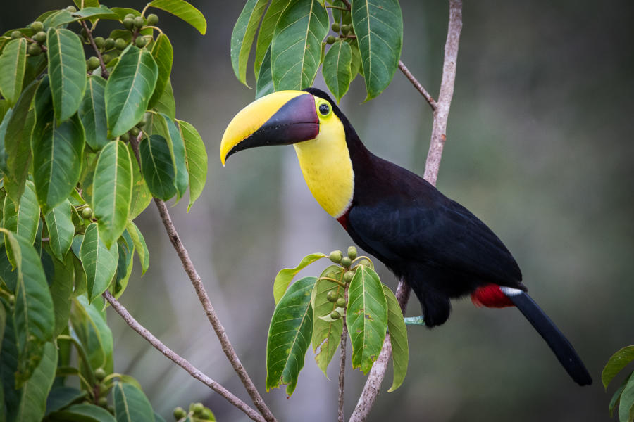 Black-mandible Toucan