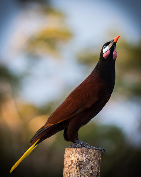 Montezuma's Oropendola