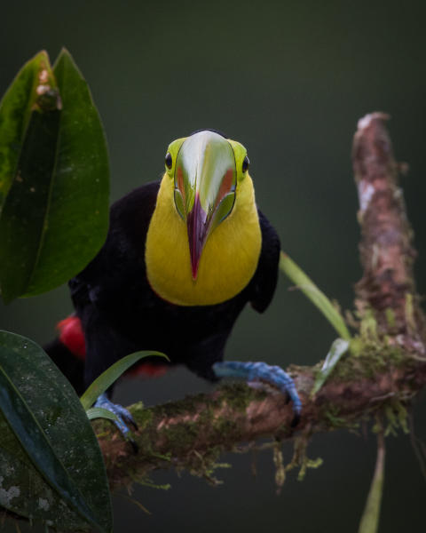 Keel-billed Toucan