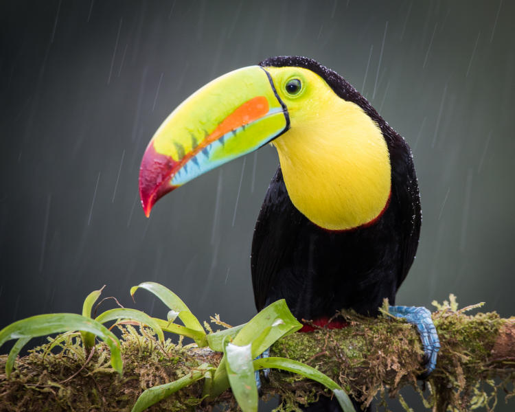 Keel-billed Toucan