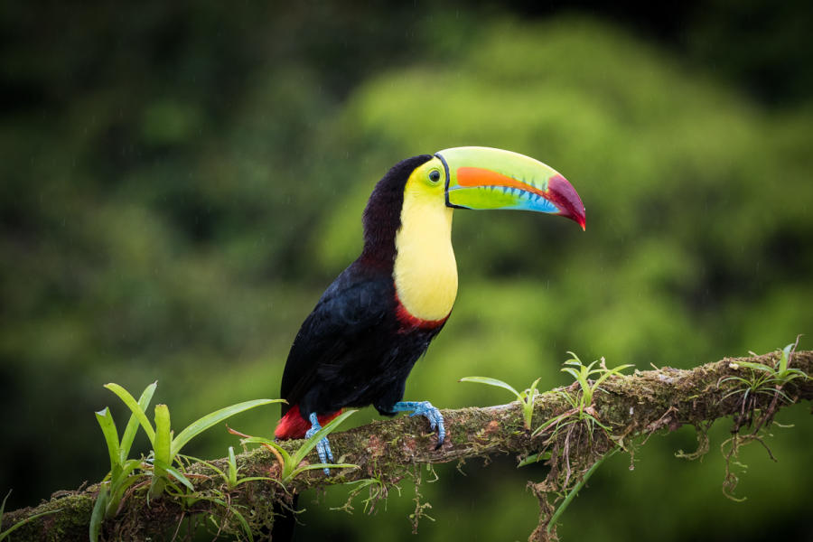 Keel-billed Toucan