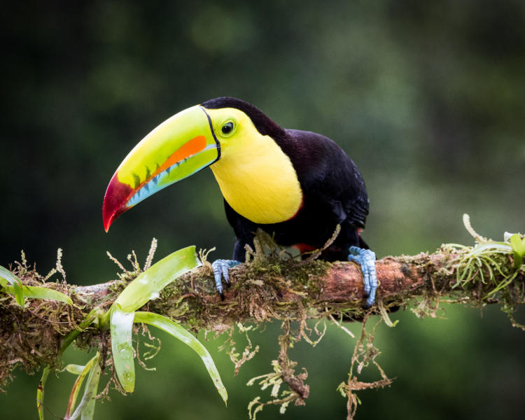 Keel-billed Toucan