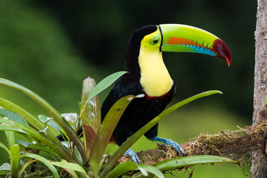 Keel-billed Toucan