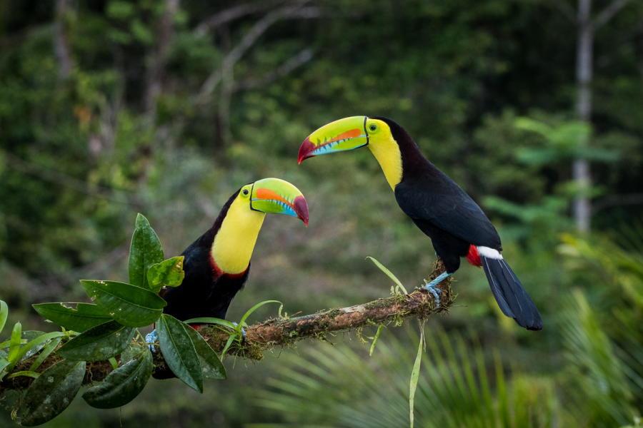 Keel-billed Toucan