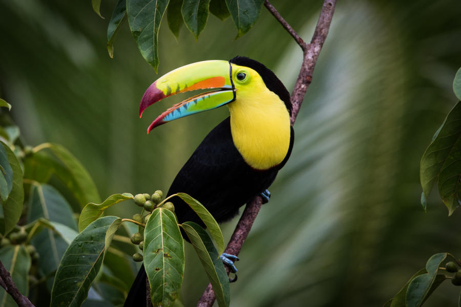 Keel-billed Toucan