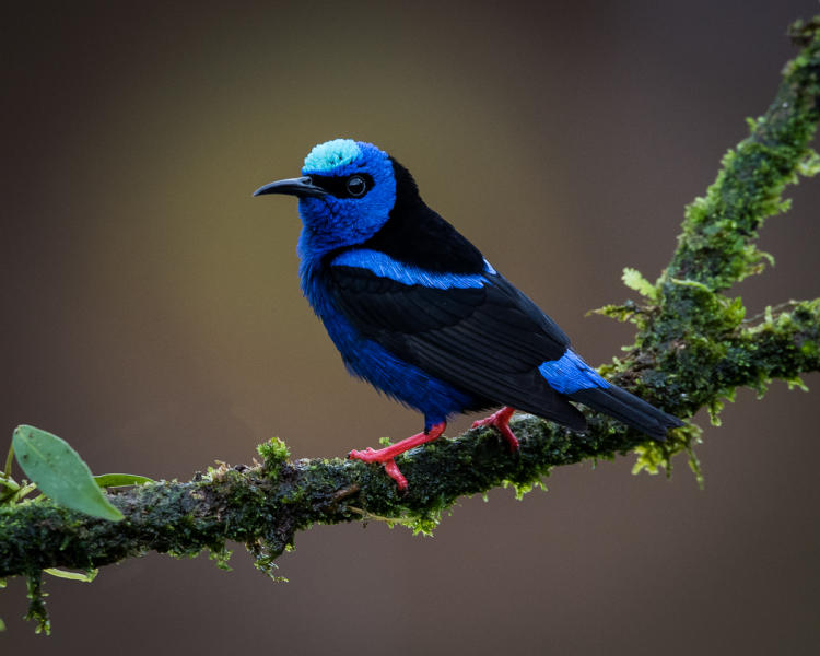 Red-legged Honeycreeper