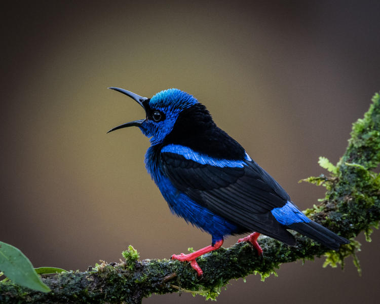 Red-legged Honeycreeper