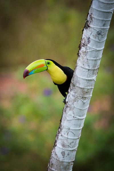 Keel-billed Toucan