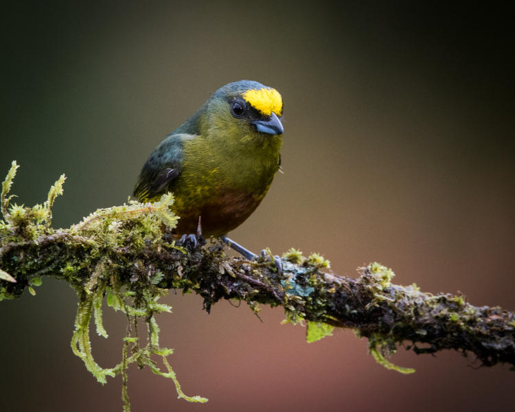 Olive-backed Euphonia