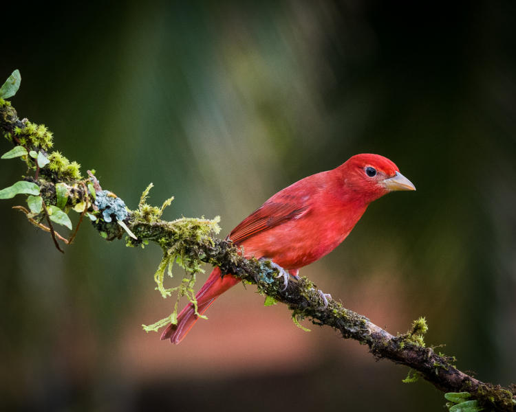 Summer Tanager