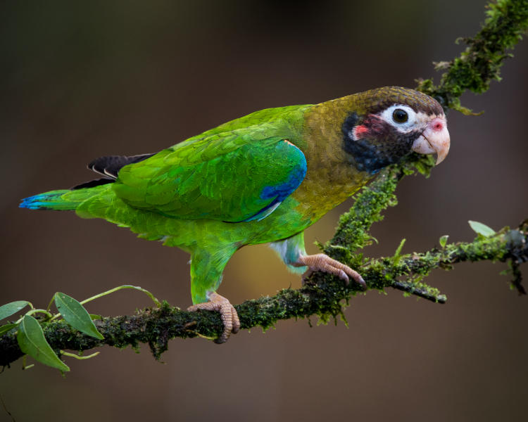 Brown-hooded Parrot