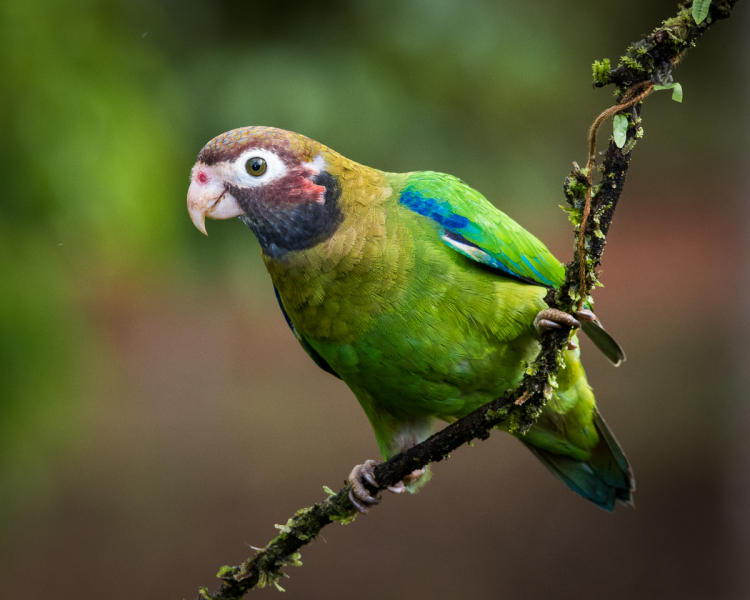 Brown-hooded Parrot