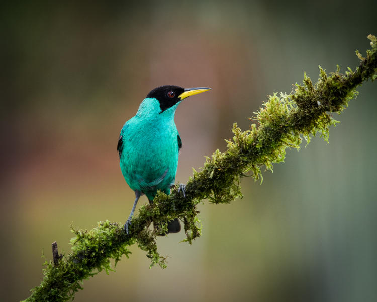 Green Honeycreeper