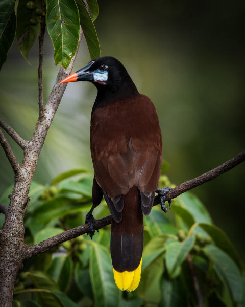 Montezuma's Oropendola