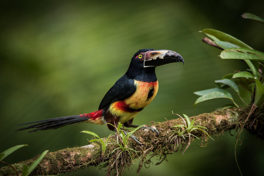 Collared Aracari