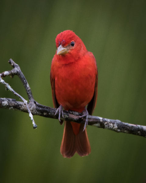 Summer Tanager
