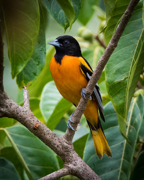 Northern Oriole