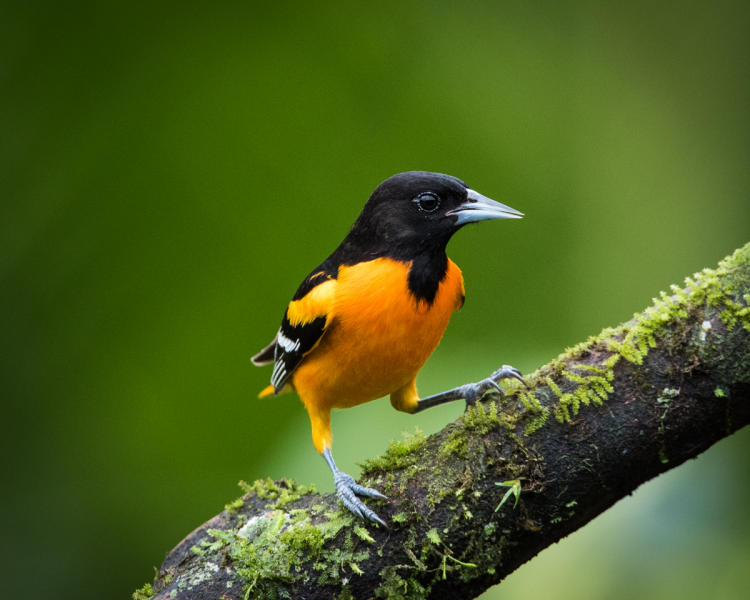 Northern Oriole