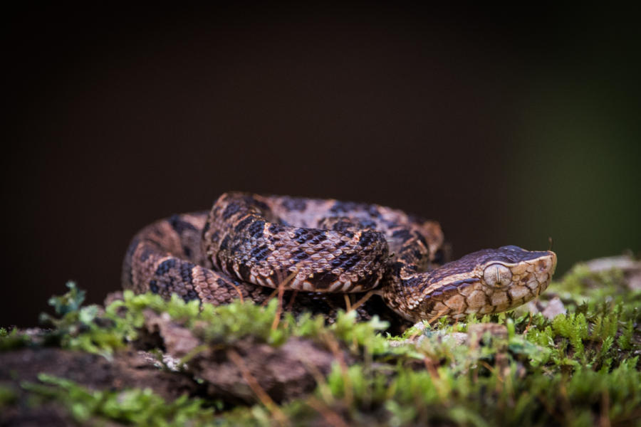 Terciopelo Pit Viper