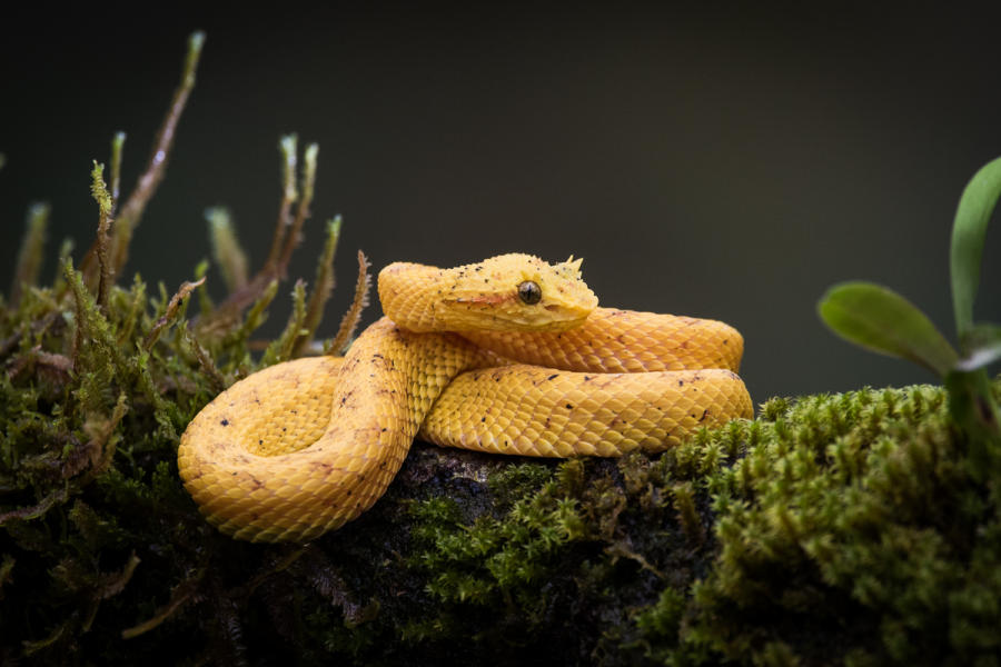 Yellow Eyelash Pit Viper