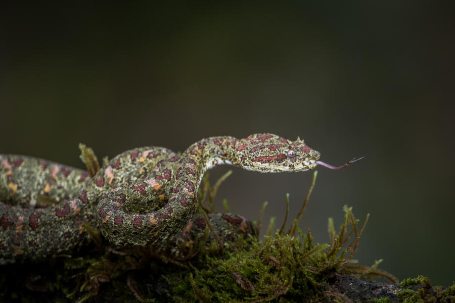 Green Eyelash Pit Viper