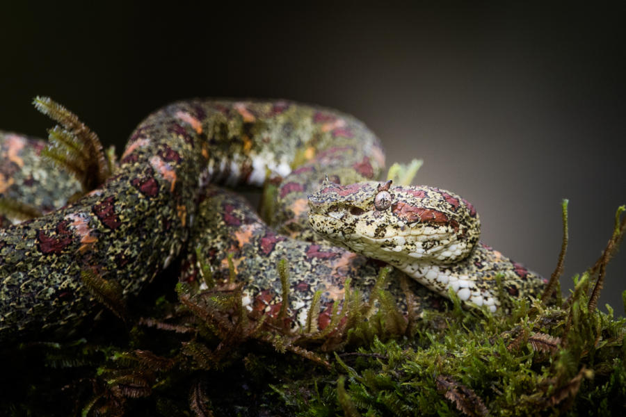 Green Eyelash Pit Viper