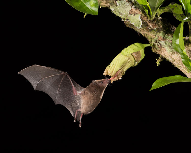 Long-tongued Nectar Bat