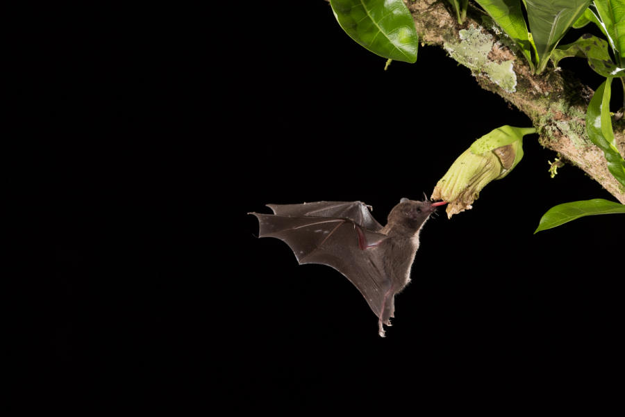 Long-tongued Nectar Bat