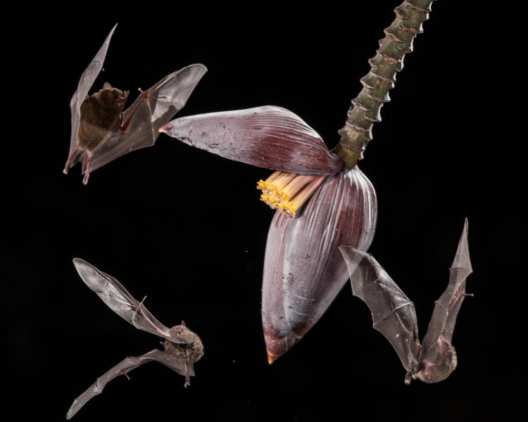Long-tongued Nectar Bats