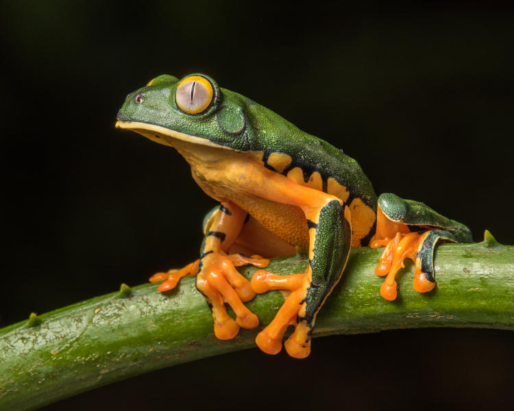 Yellow-eyed Tree Frog