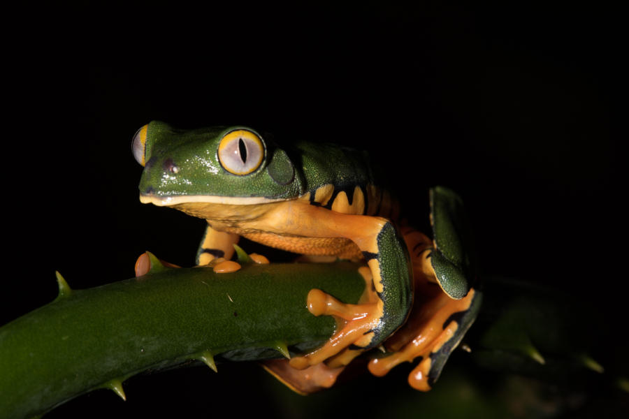 Yellow-eyed Tree Frog