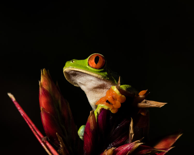 Red-eyed Tree Frog