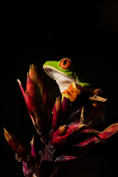 Red-eyed Tree Frog