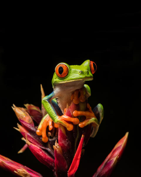 Red-eyed Tree Frog