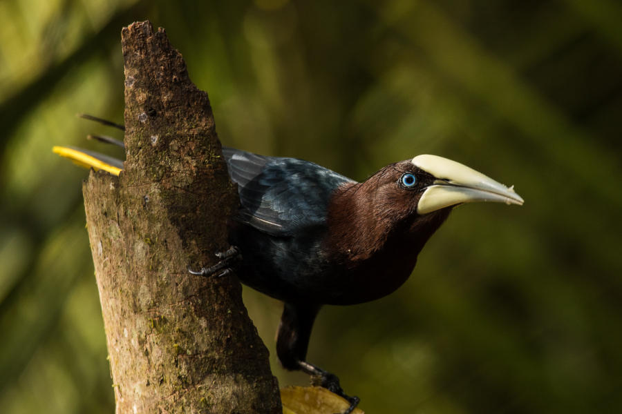 Chestnut-headed 
Oropendola