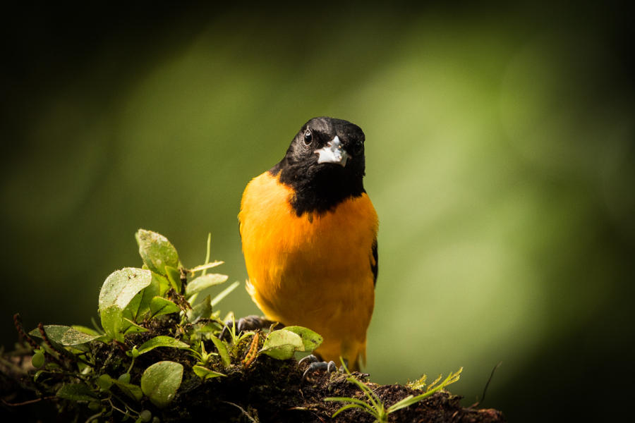 Northern Oriole