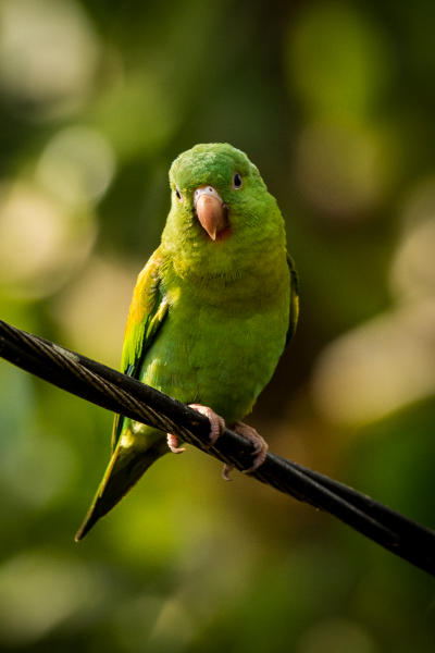 Orange Chinned Parakeet