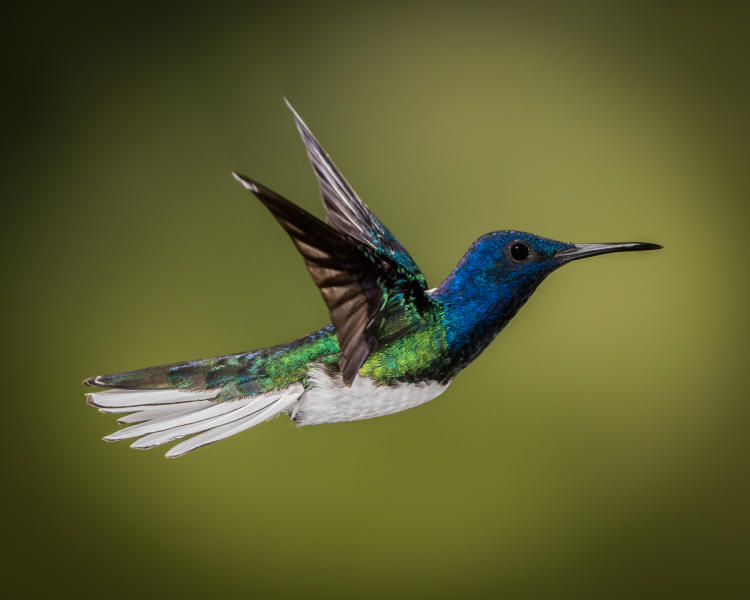 White Necked Jacobin