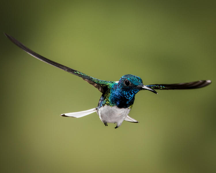 White Necked Jacobin