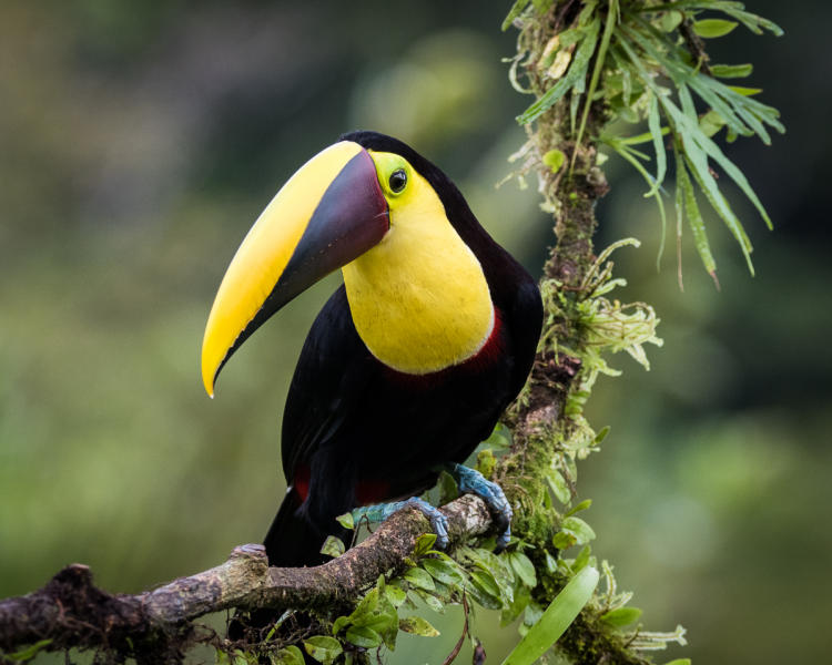 Black-mandible Toucan