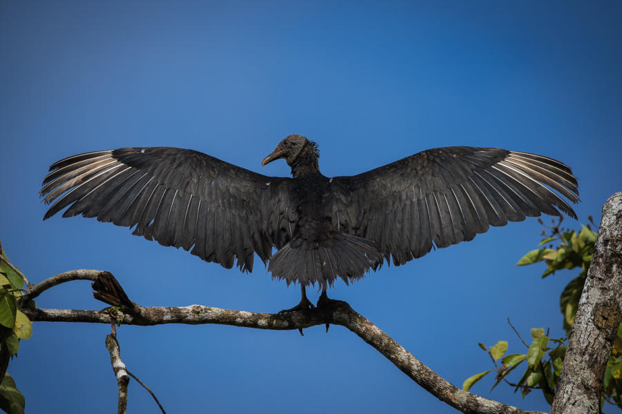 Black Vulture