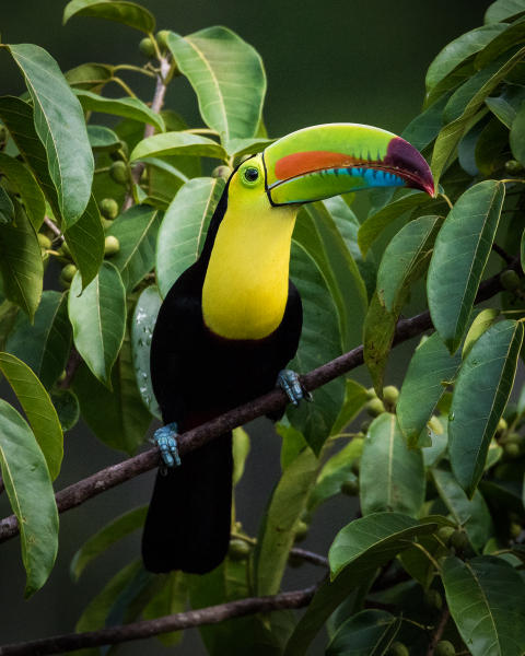 Keel-billed Toucan