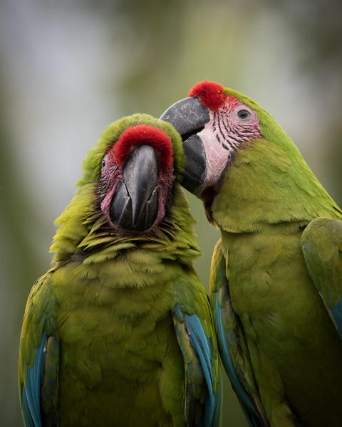 Great Green Macaw