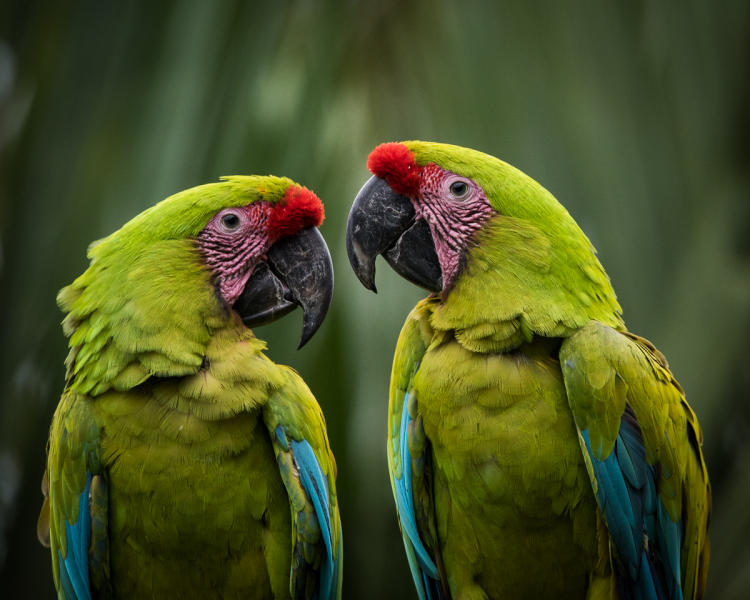 Great Green Macaw