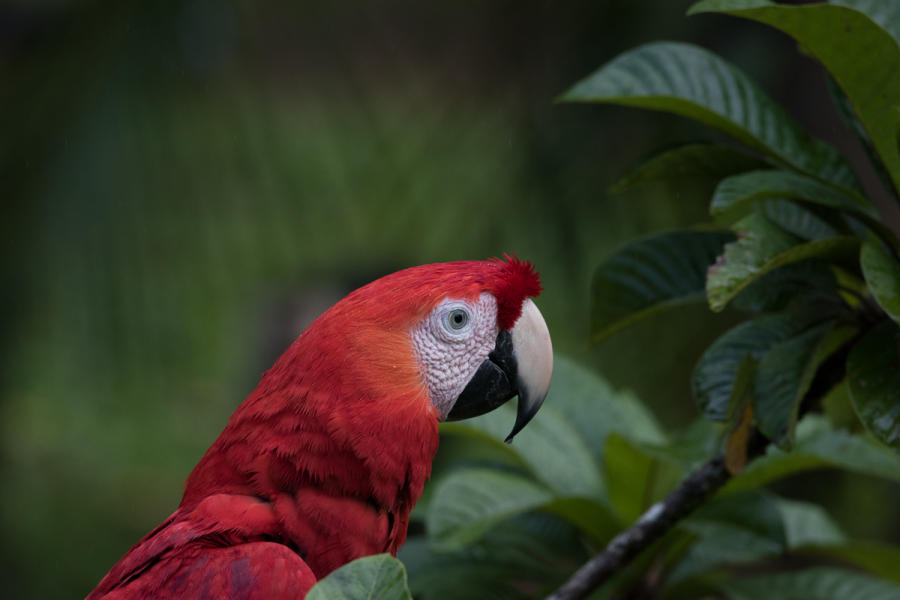 Scarlet Macaw