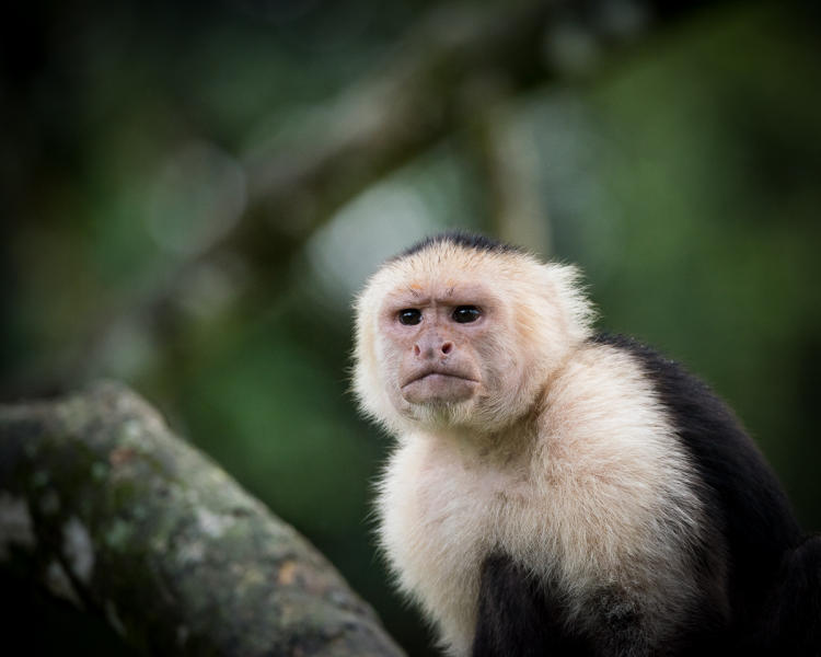 White Faced Capuchin Monkey