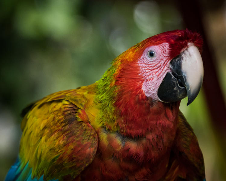 Macaw