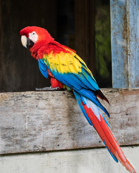 Scarlet Macaw